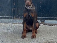 Full estetikli king doberman