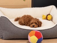 Üretim ve Bakım Ruhsatlı evimizden toy poodle
