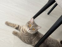 OYUNCU KEDİMİZ YENİ YUVASINI ARIYOR