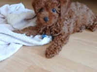 Akıl küpü toy poodle bebeklerimiz