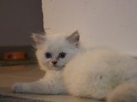 Scottish Fold yavru kedimiz
