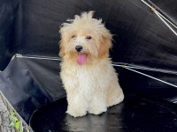 SAFKAN MALTİPOO