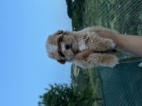 Kore Maltipoo