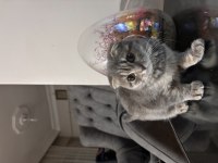 SCOTTİSH KEDİSİ KIZ