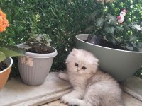 British longhair bal kız