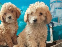 Maltipoo Bebekler