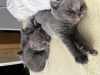 Saf kan british shorthair yavruları