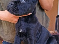 Kif/fci şcr belgeli anne altından cane corso yavruları
