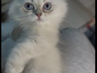 British Longhair Erkek Kardeşler