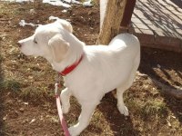 Gidecek yeri yok köpeğimiz için Ankara içi yuva