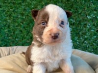 Oyuncu border collie yavrularımız!
