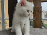 Yavru cins kedi uygun puanlı