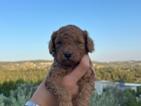 MINYATÜR SAFKAN SAGLIK VE IRK GARANTILI TOY POODLE YAVRULAR
