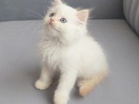 3 Minik Prens Kedimiz Evde Yatılı İş Arıyor