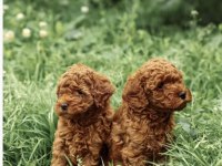 Minnoş poodle yavrular