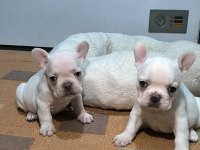 A Kalite Egzotik French Bulldog Yavrular