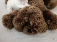 2 Aylık Erkek Maltese Terrier