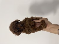 Bebek Poodle Köpeğimiz
