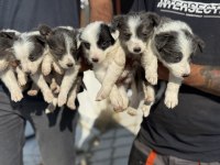Petmode köpek çiftliğinden Border Colli yavrular