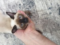 5 aylık safkan kırık kuyruk dişi siyam kedisi