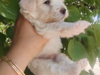 Minimal Kar Topu Maltese Bebekler