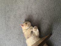 Çok sakin oyuncu british shorthair