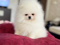 KRALİÇE GİBİ POMERANİAN BOO DİŞİ