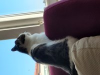 KEDİMİZE SICAK BİR YUVA ARIYORUZ