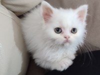 2 aylık dişi british longhair kedimi sahiplendiriyorum