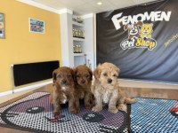 shoooowwww kalite maltipoo yavrular ankara mağazamızda 