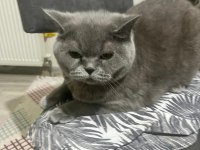 British Shorthair 4 Yaşında
