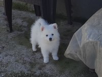 7 ekim doğumlu pomerian spitzi yavrular