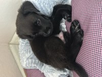 3 aylık erkek yavru cane corso