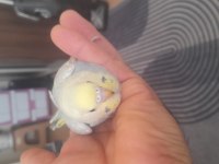 Renk güzeli rainbow muhabbet kuşu yavrular