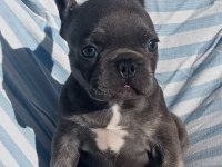 Ankara French Bulldog