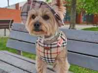Çok uyguna süs köpeği