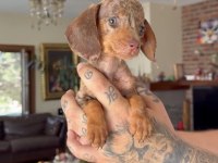 TEACUP RABBİT NADİR CHOCOLATE MERLE DACHSHUND YAVRU