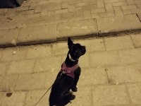 Dişi French Bulldog