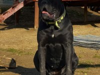 Genç erkek ve dişi cane corso köpekler