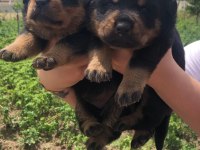 A secereli anne babadan rottweiler