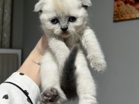 Point Blue Scottish Fold Bebekler