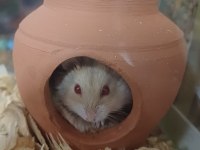 Yavru Hamster Gonzales