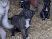 SHOW kalite Safkan Sivas Kangal YAVRULARIMIZ