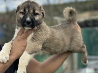 Karaboğa kangal yavruları bir