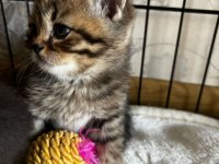 Oyuncu sağlıklı tuvalet eğitimi olan scottish fold yavrular