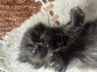 Scottish fold cinsi kedilerimi sahiplendirmek istiyorum
