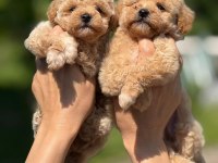 Evinize Neşe Getirecek Teacup Maltipoo Yavrularımız