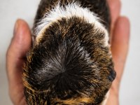 Safkan coronet yavru ginepig