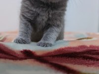 Biri balmı dedi british shorthair