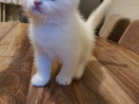 Eğitimli british shorthair
